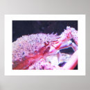 Recherche de araignées art Animaux