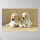 Recherche de chien endormi posters Animal