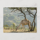 Recherche de oman cartes postales Animal