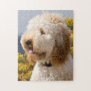 Recherche de labradoodle puzzles Dog
