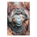 Recherche de orang outan posters Primates