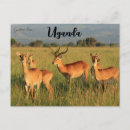 Recherche de queen cartes postales Animaux