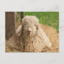 Recherche de angora cartes postales Mignon