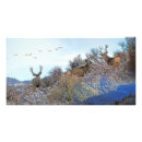 Recherche de whitetail posters Faune