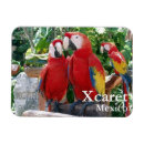 Recherche de écarlate magnets Oiseaux