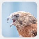 Recherche de rapaces autocollants Nature