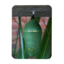 Recherche de papillons magnets Pour tous