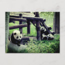 Recherche de panda bébé cartes postales Mignon