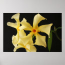 Recherche de jasmin posters Jaune
