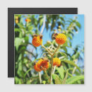 Recherche de buddleia Nature