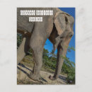 Recherche de éléphants cartes postales Thaïlande