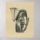 Recherche de jambe humaine posters Anatomie