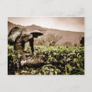 Recherche de thé cartes postales Feuilles de thé