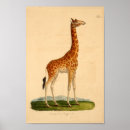 Recherche de girafe art Vintage