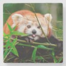 Recherche de panda roux dessous de verres Faune