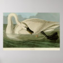 Recherche de cygnes posters Cygne trompette