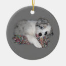 Recherche de merle ornements Colley