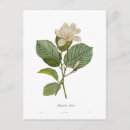 Recherche de magnolia cartes postales Vintage