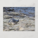 Recherche de bébé phoque cartes postales Océan