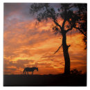 Recherche de beau cheval carreaux Pâturage