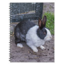 Recherche de le lapin blanc photographie Animal