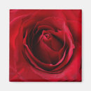 Recherche de velours rouge magnets Rose
