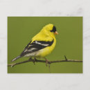Recherche de plumage cartes postales Plumage de reproduction