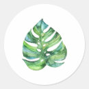 Recherche de monstera autocollants Aquarelle
