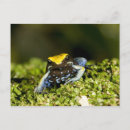 Recherche de vertébré cartes postales Grenouille