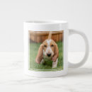 Recherche de bassets tasses Amoureux des animaux