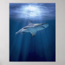 Recherche de animaux de mer posters La vie