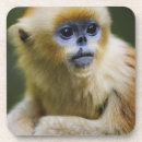 Recherche de vue face de dessous de verres Nature