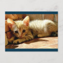 Recherche de fixation cartes postales Chat