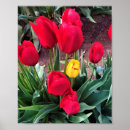 Recherche de champ de tulipe posters Nature