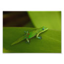 Recherche de geckos posters Sauvage