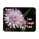 Recherche de daisys magnets Amour