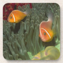 Recherche de clownfish dessous de verres Animaux