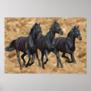 Recherche de chevaux sauvages posters Poulain