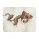 Recherche de pitié magnets Chien