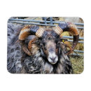 Recherche de râpe magnets Mouton