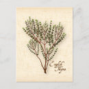 Recherche de thym cartes postales Cuisine