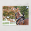 Recherche de cheval belge cartes postales Chevaux