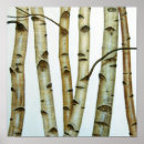 Recherche de bouleaux art Bois