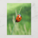 Recherche de coccinelles cartes postales Nature