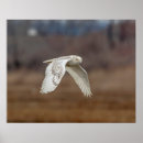 Recherche de hibou neigeux posters Animal