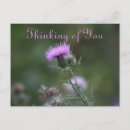 Recherche de chardons cartes postales Fleurs