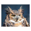 Recherche de hibou à cornes posters Rapace