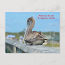 Recherche de pélicans cartes postales Nature
