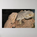 Recherche de dragon barbu Dragons