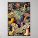 Recherche de biologie marine posters Océan